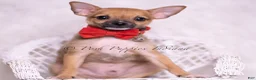 Chihuahua dogs for sale: Tiny Taco - Ad 4