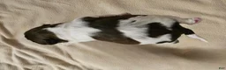 Mixed Breed dogs for sale: Bark Vader  - Ad 4