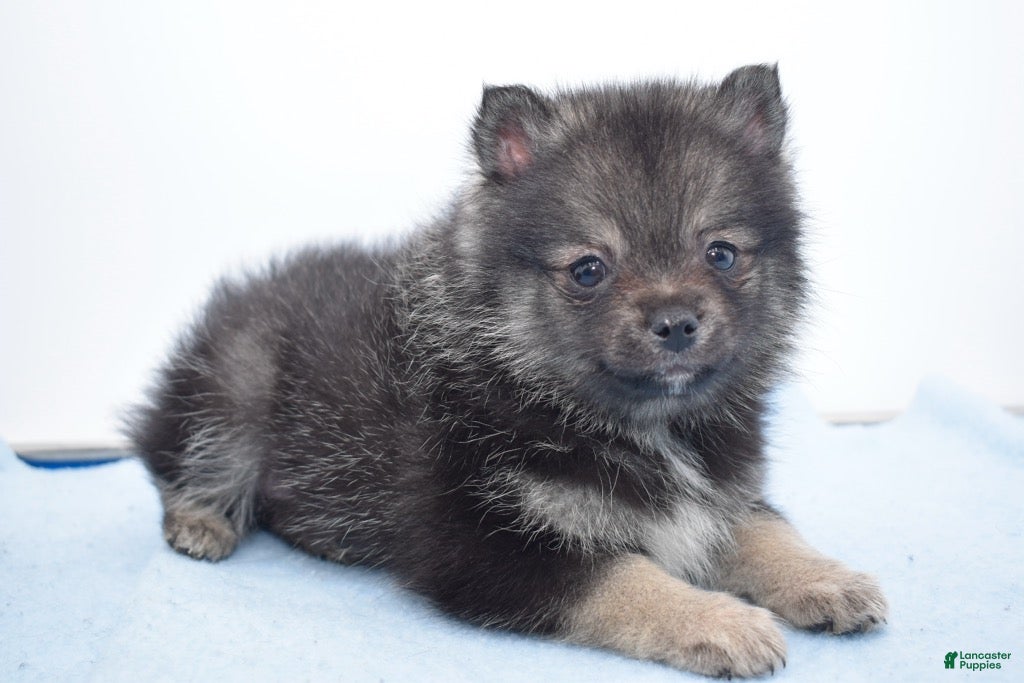 Pomsky dogs Lobo - Ad 19
