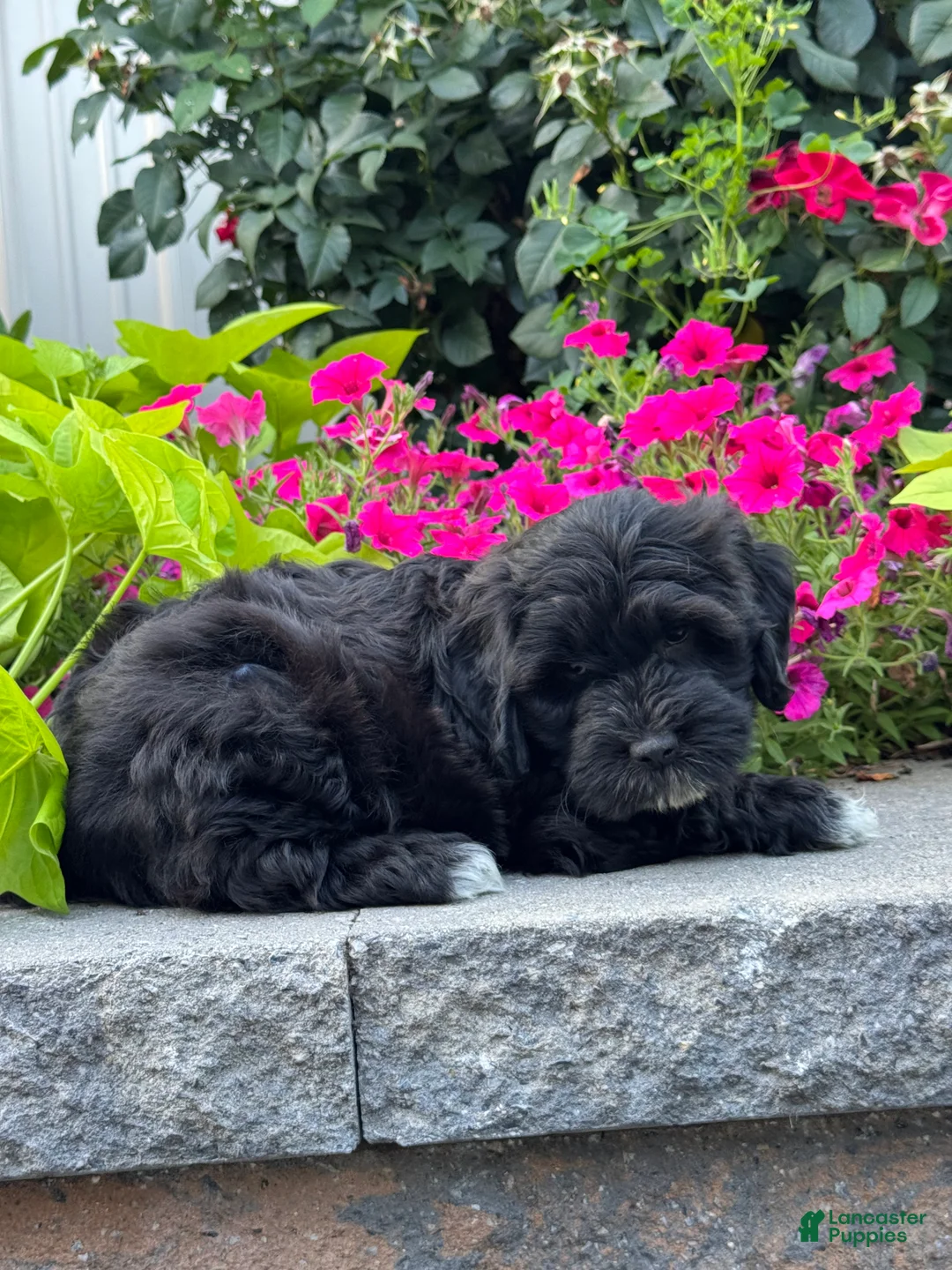 Lhasapoo dogs for sale: Annabelle - Ad 2