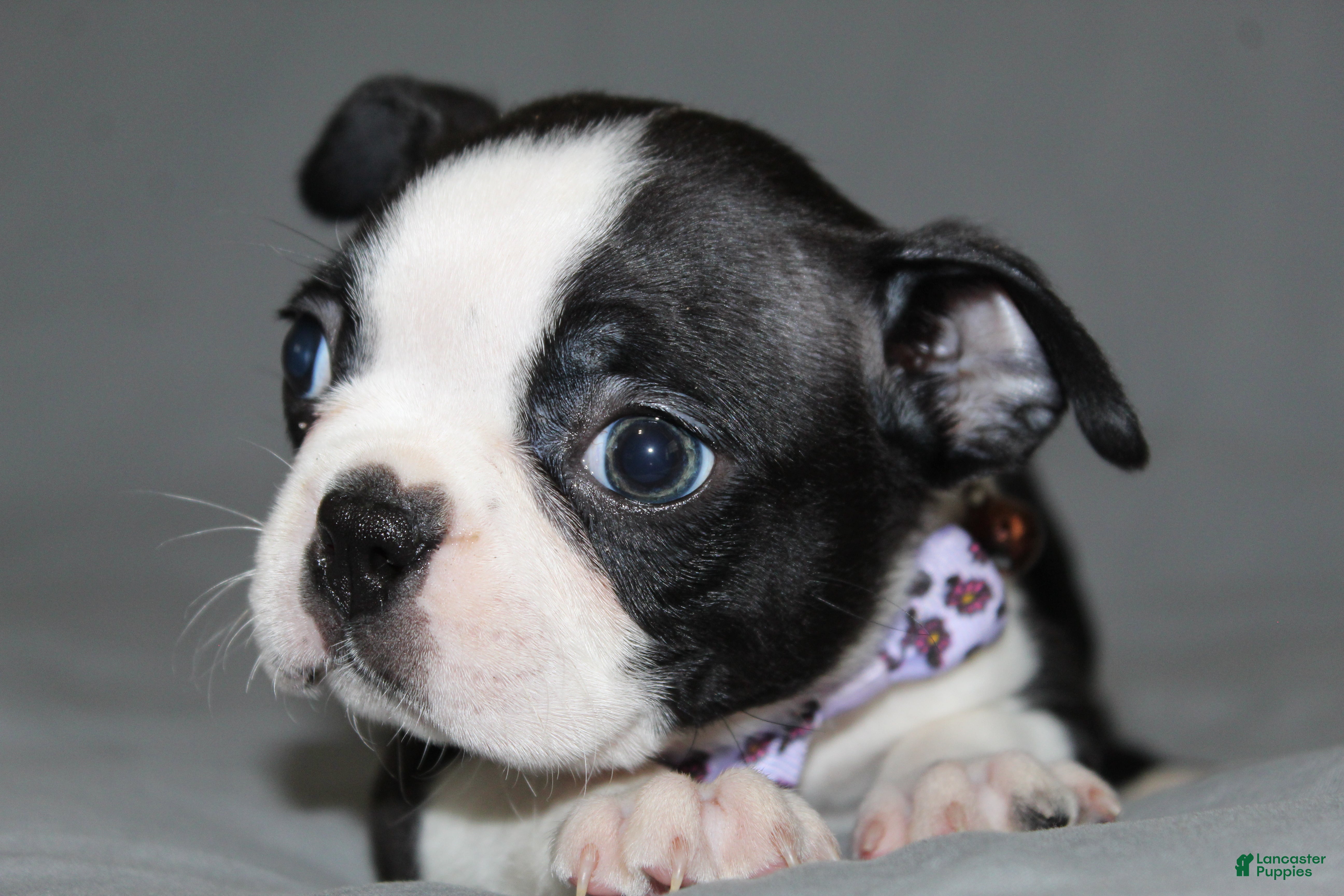 Boston Terrier dogs Diana - Ad 1