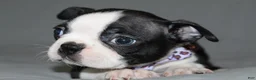 Boston Terrier dogs for sale: Diana - Ad 1
