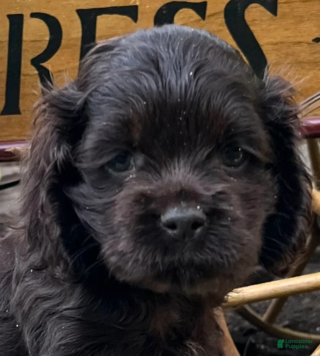 Cocker Spaniel dogs for sale: Princess AKC Registered - Ad 2