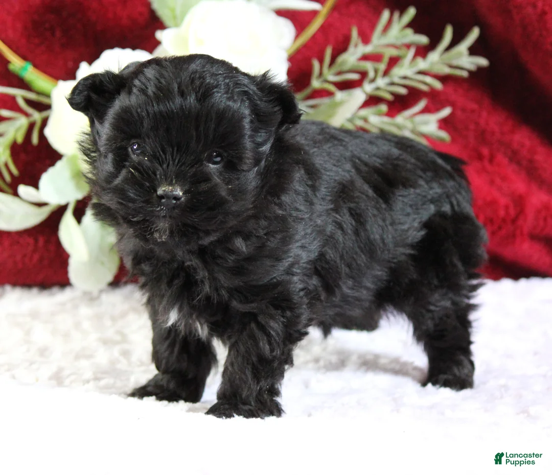 Yorkiepoo dogs for sale: Baxtor - Ad 6