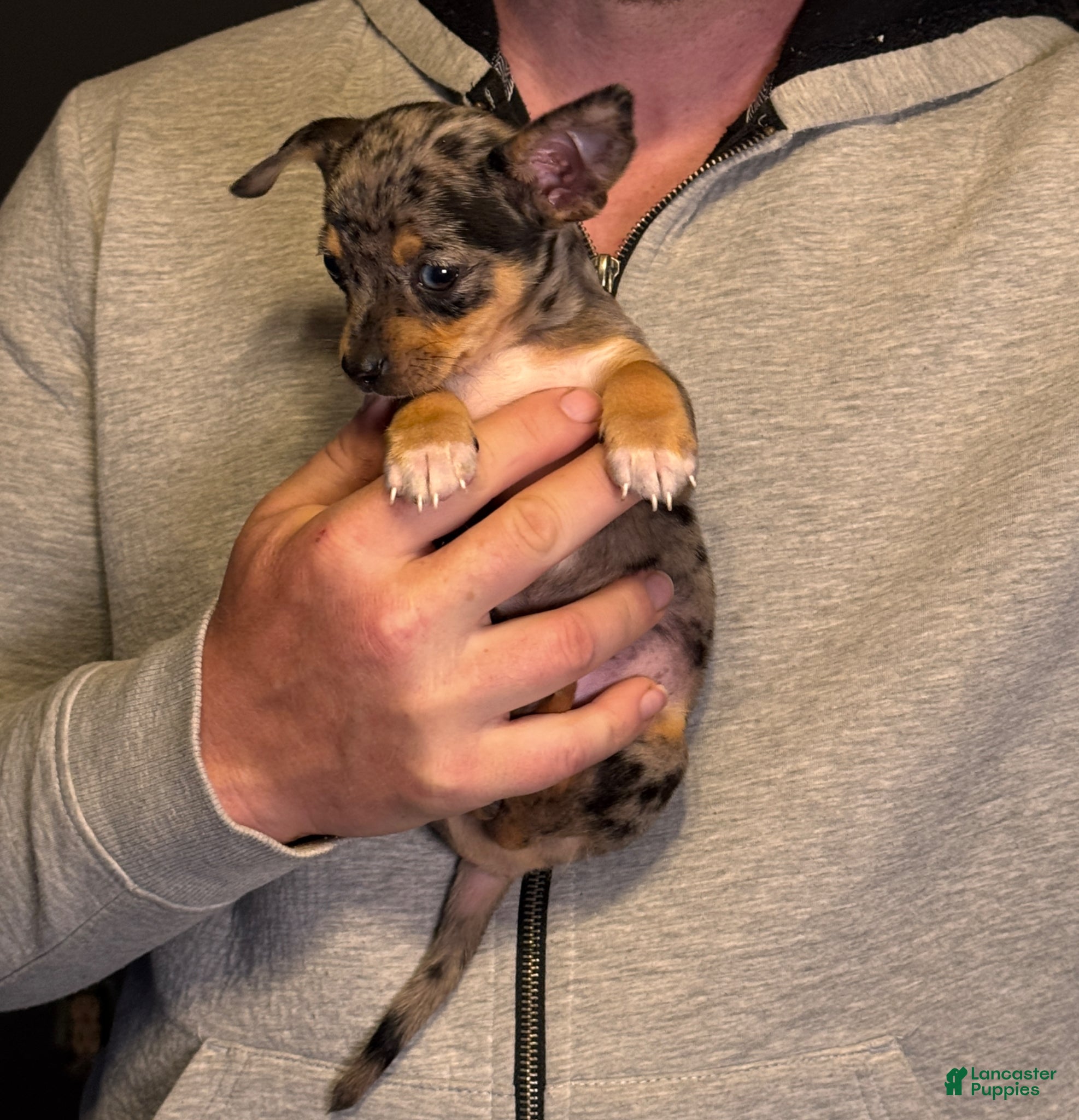 Chihuahua dogs Maradona  - Ad 2