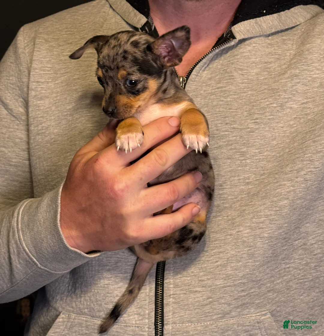 Chihuahua dogs for sale: Maradona  - Ad 2