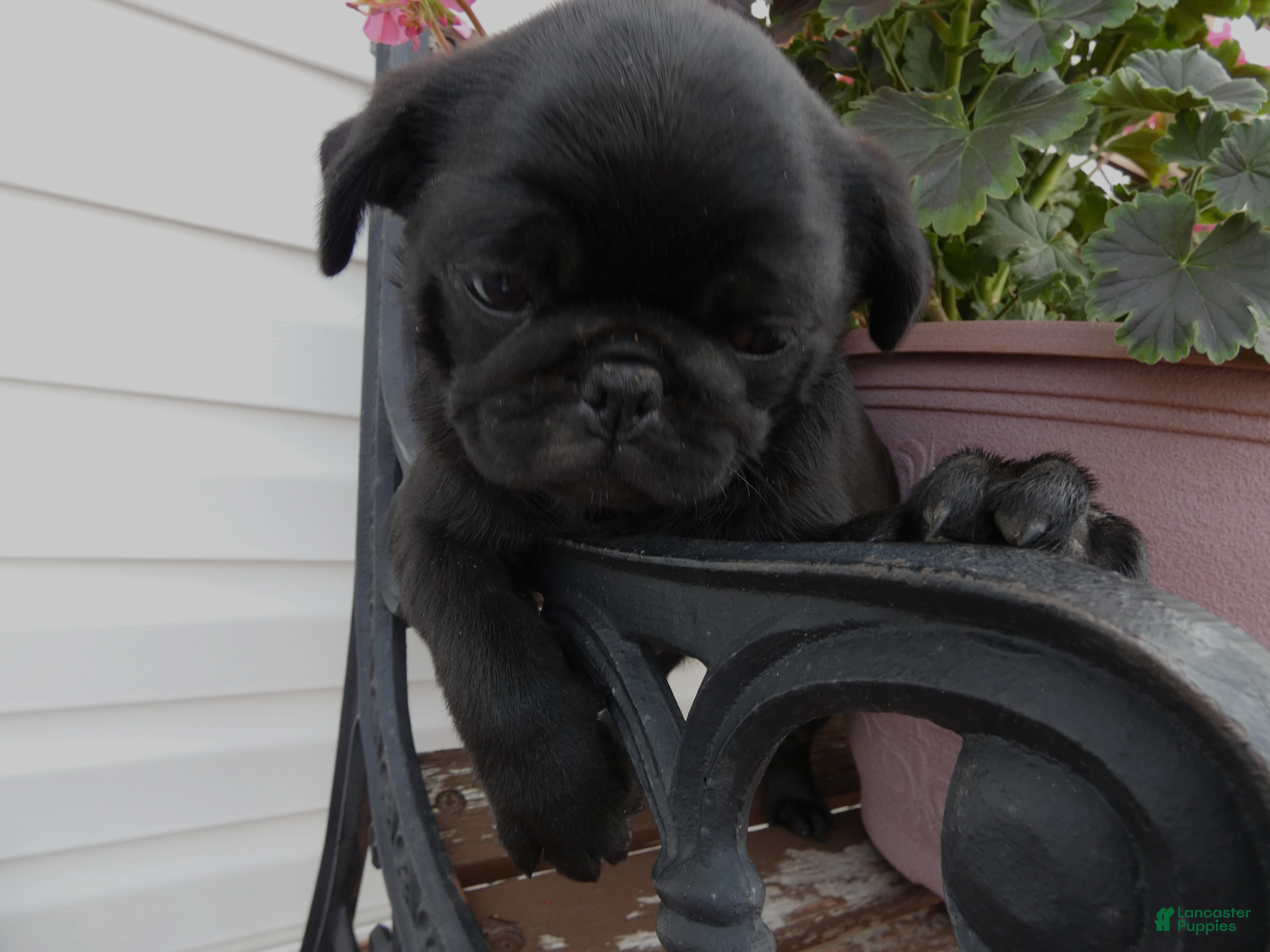 Pug dogs Pug 3 Minzi - Ad 32