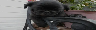 Pug 3 Minzi
