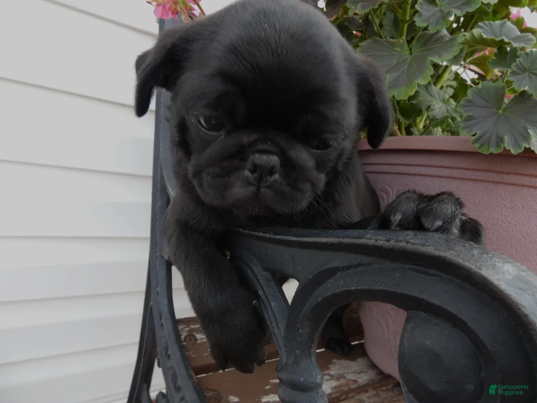 Pug dogs for sale: Pug 3 Minzi - Ad 1