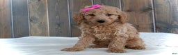 Mini Goldendoodle dogs for sale: Mindy - Ad 1