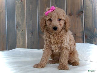Mini Goldendoodle dogs Mindy - Ad 40