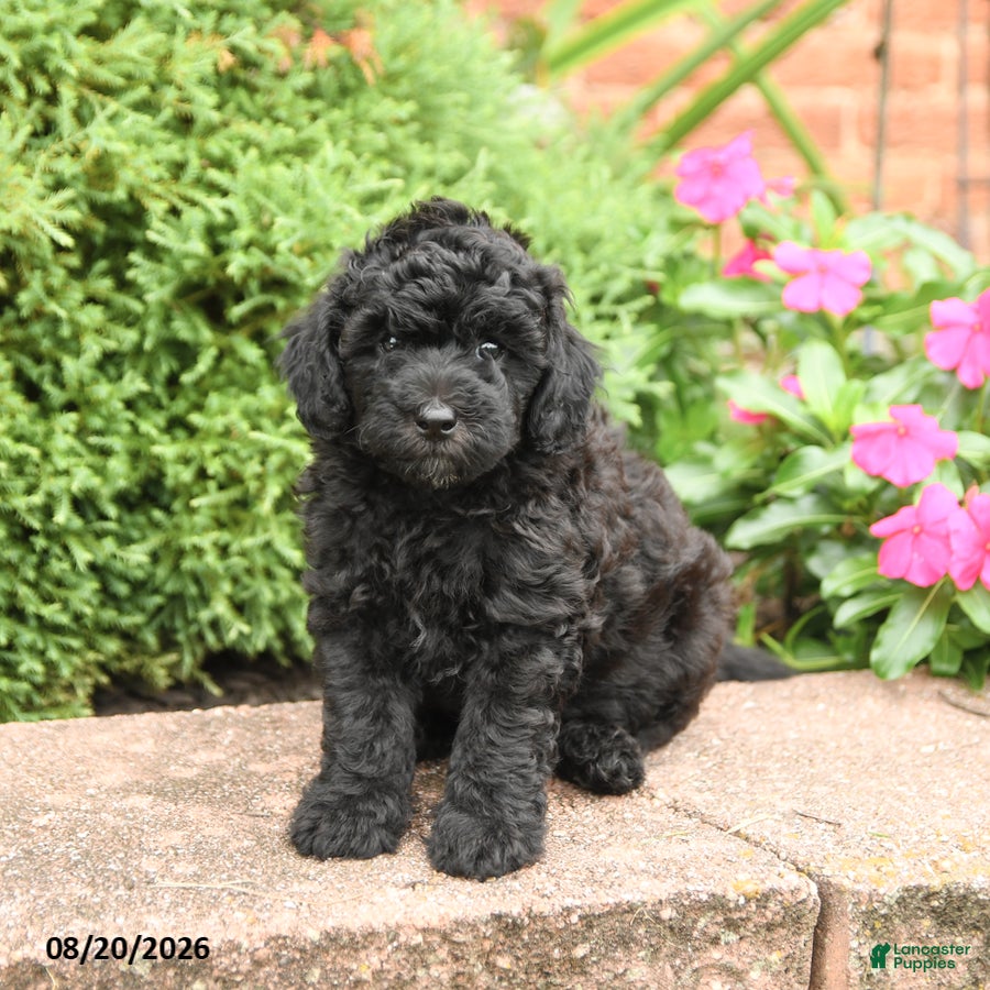 Miniature Poodle dogs Stella - Ad 1