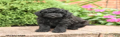 Stella