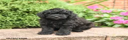 Miniature Poodle dogs for sale: Stella - Ad 1