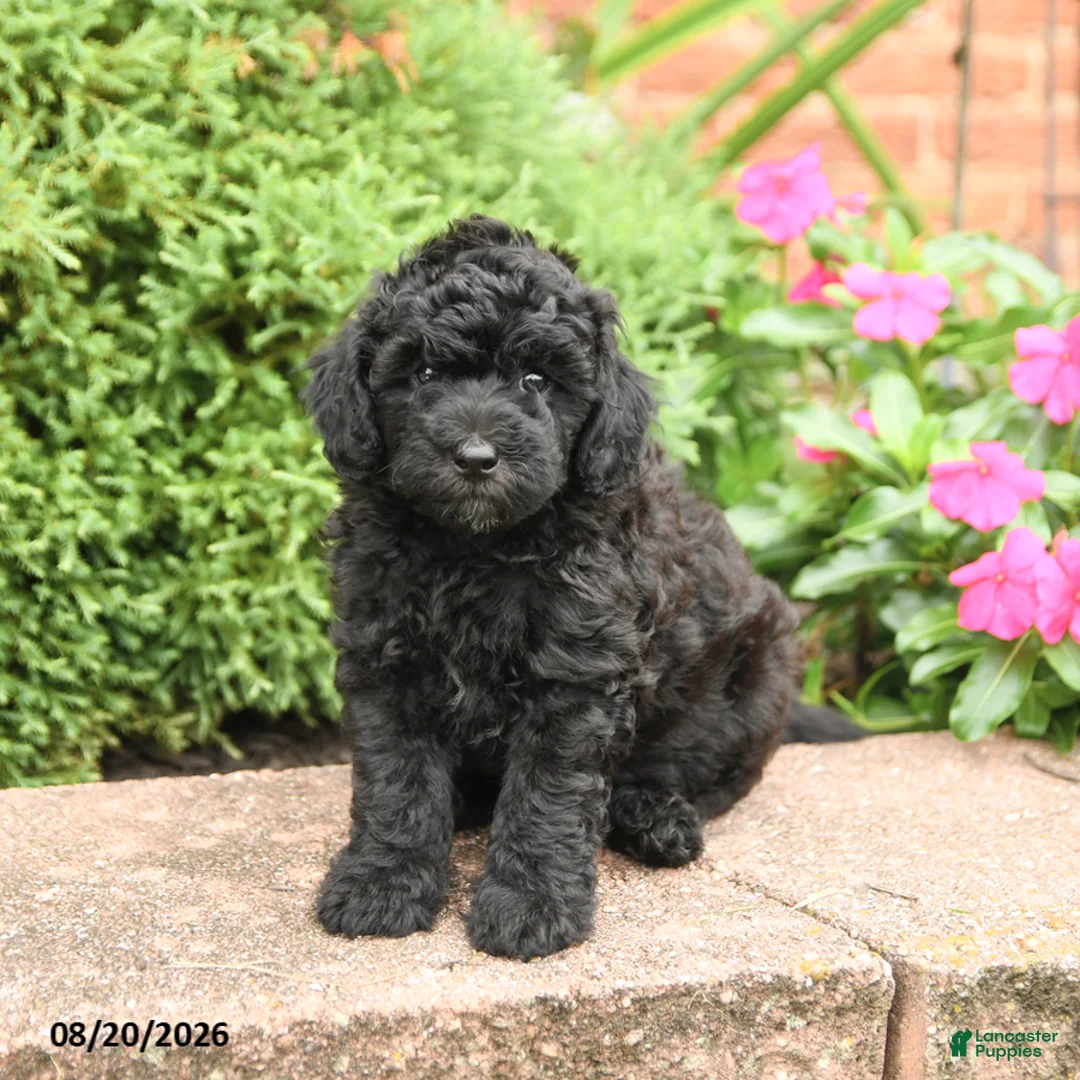 Miniature Poodle dogs for sale: Stella - Ad 1