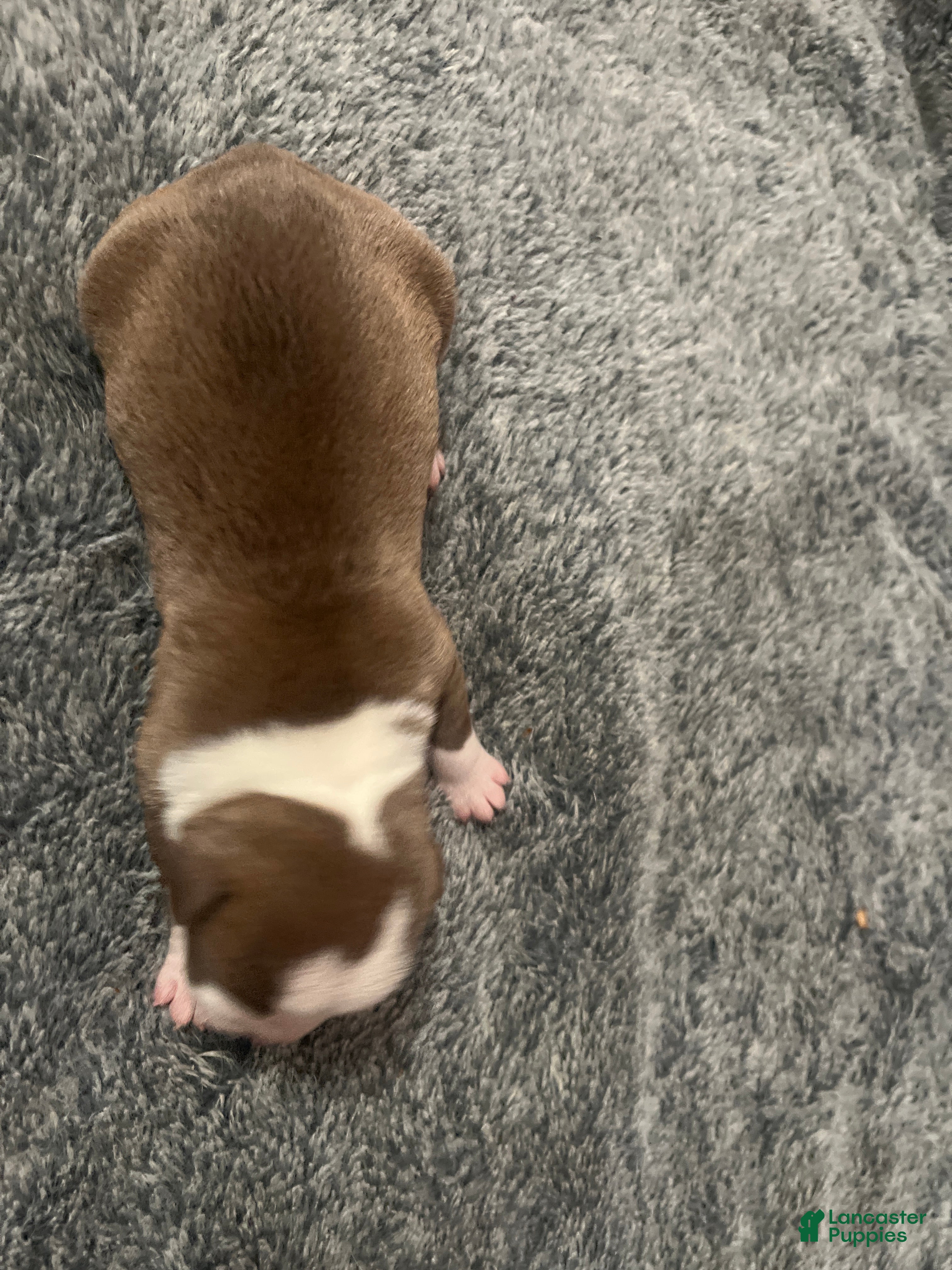 American Bully dogs American Bully Puppy 1 - Ad 2