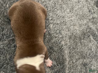 American Bully dogs American Bully Puppy 1 - Ad 6