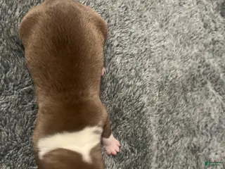 American Bully dogs American Bully Puppy 1 - Ad 1