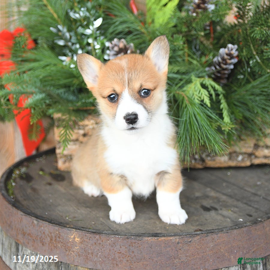 Welsh Corgi Pembroke dogs Apricot - Ad 33