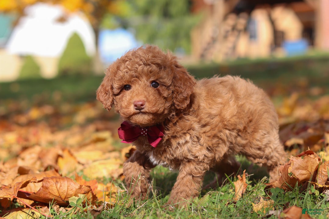 Miniature Poodle dogs for sale: Stitch - Ad 7