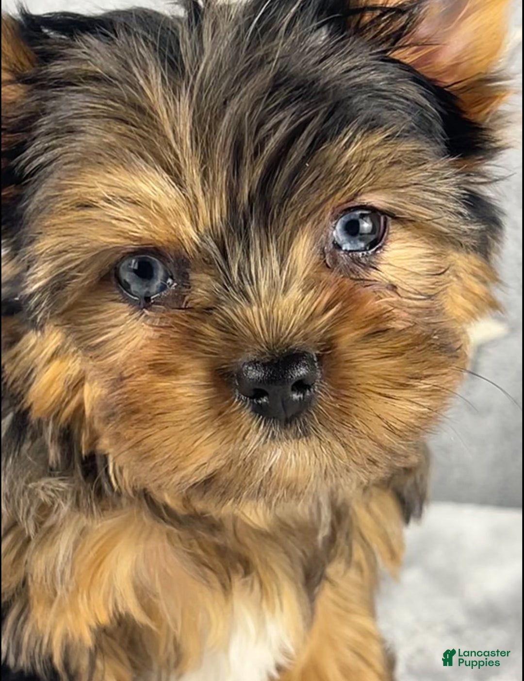Yorkshire Terrier dogs for sale: Pixie - Ad 3