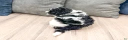 Cavapoo dogs for sale: Bandit - Ad 5