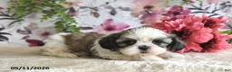 Shih Tzu dogs for sale: Carter - Ad 5