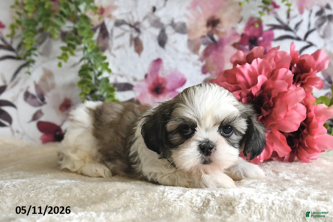 Shih Tzu dogs for sale: Carter - Ad 5
