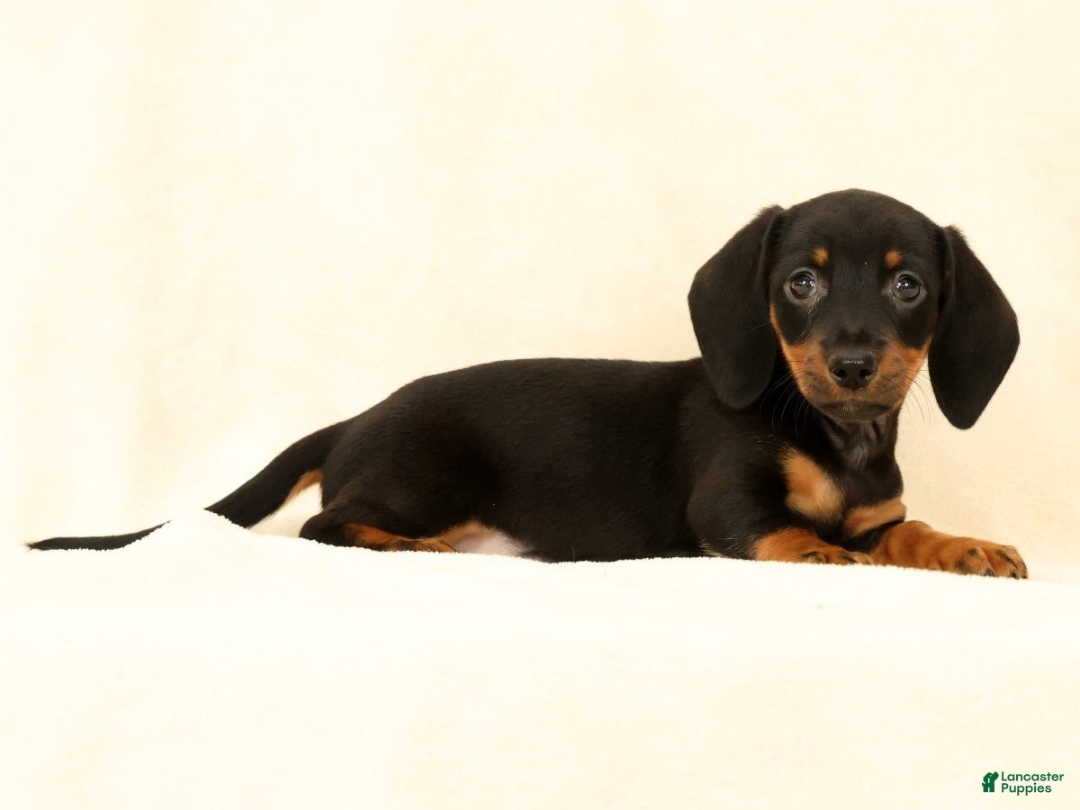 Miniature Dachshund dogs Jackie - Ad 2