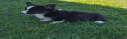 Welsh Corgi Pembroke dogs for sale: Sophie - Ad 5