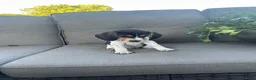 Beagle dogs for sale: Anchor  - Ad 9