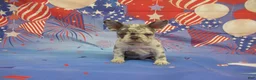 French Bulldog dogs for sale: AKC Brook - Ad 3
