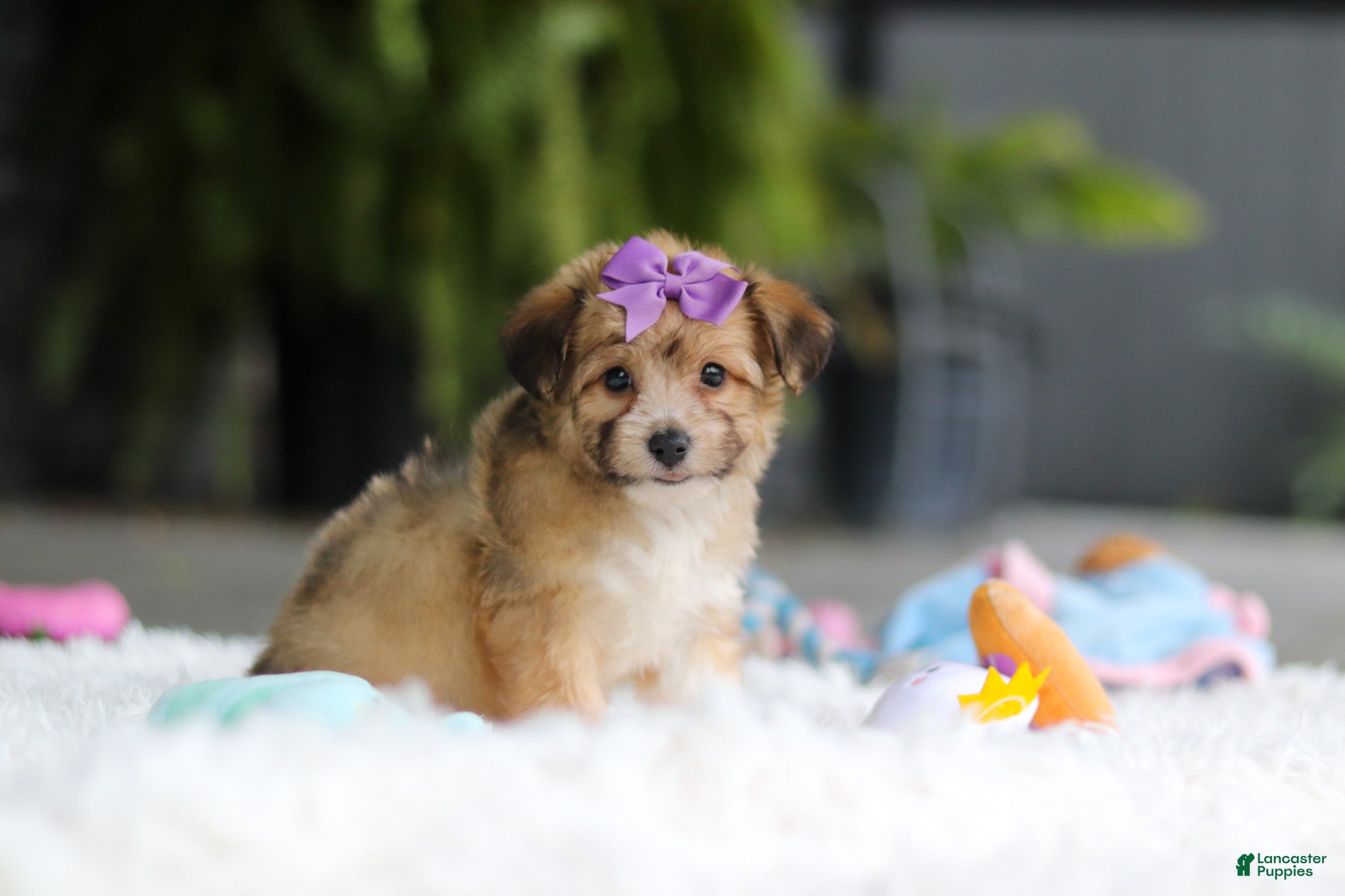 Mixed Breed dogs Bambi - Ad 2
