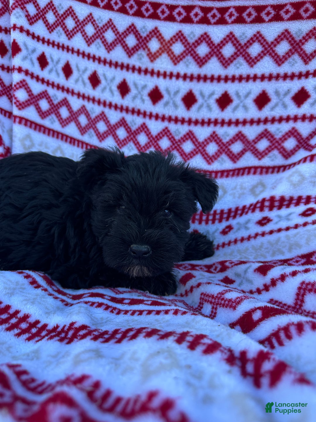 Miniature Schnauzer dogs for sale: Miniature Schnauzer Puppy 1- Rocky - Ad 2