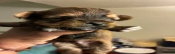 Mixed Breed dogs for sale: Brown Sugar  - Ad 2
