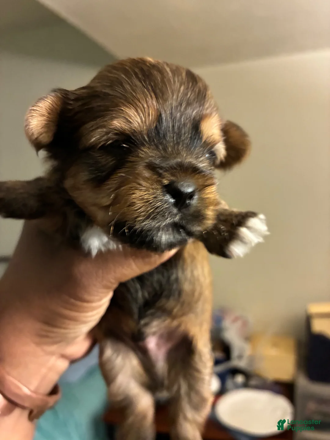 Mixed Breed dogs for sale: Brown Sugar  - Ad 2