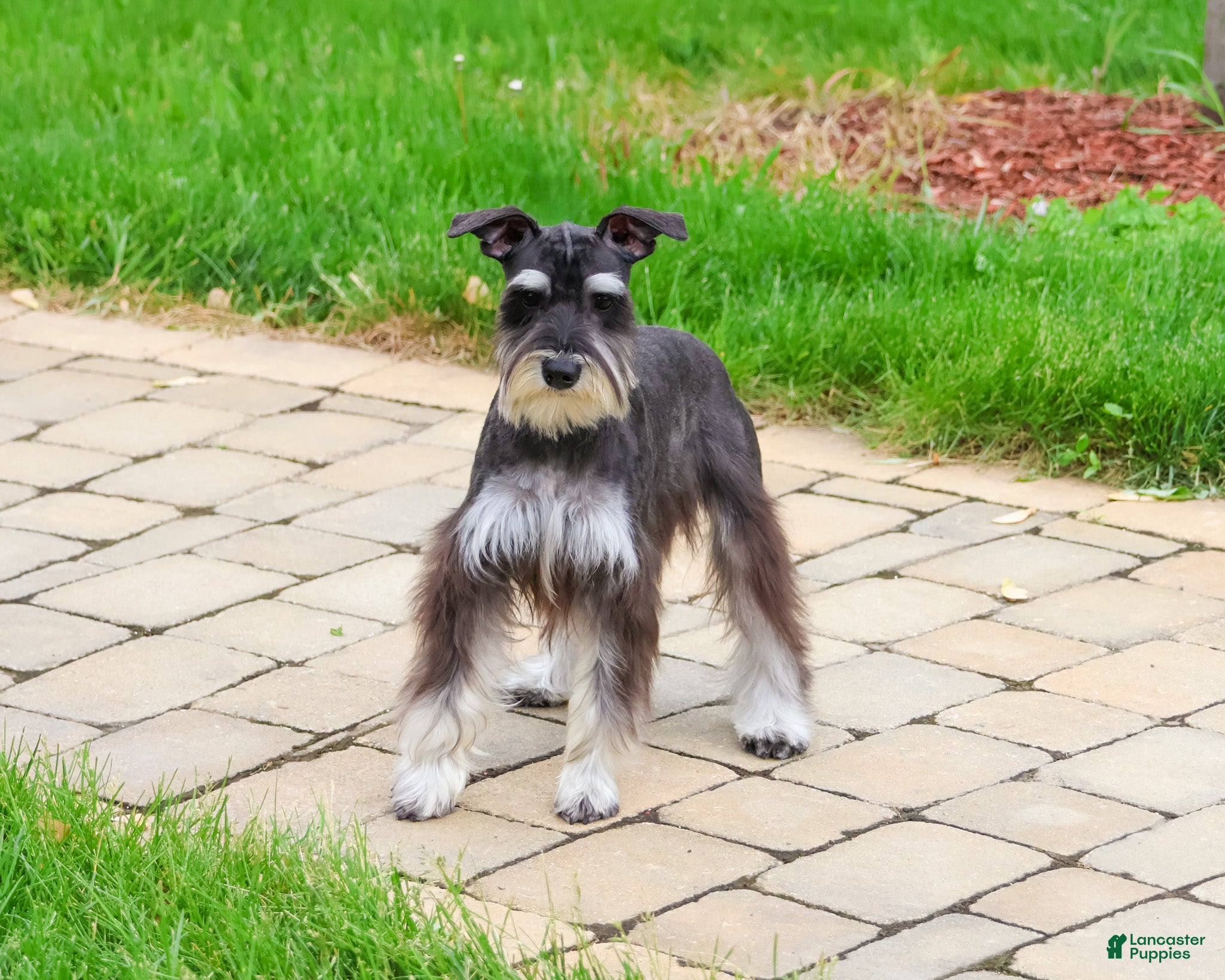 Miniature Schnauzer dogs Rita - Ad 1
