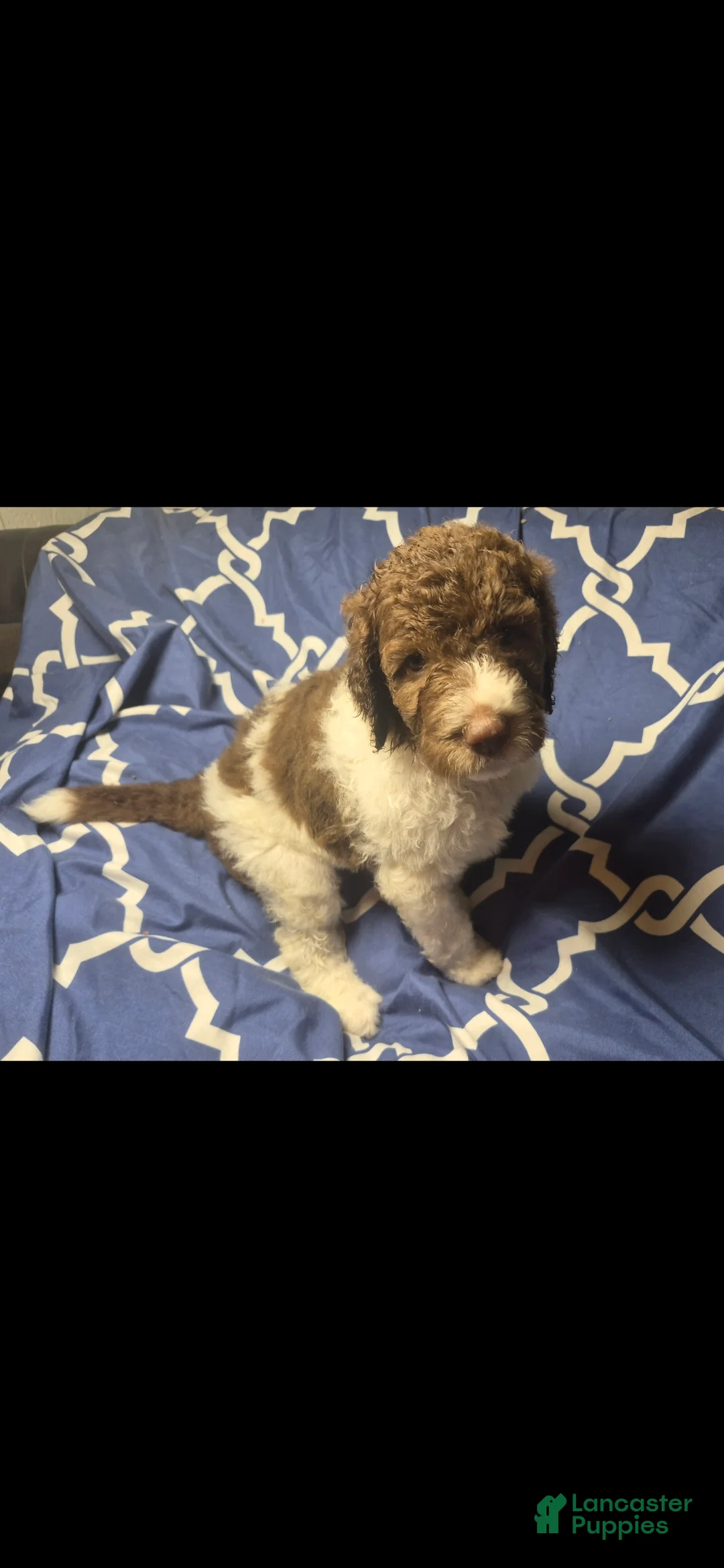 Labradoodle dogs for sale: Jonquil *REDUCED* - Ad 1