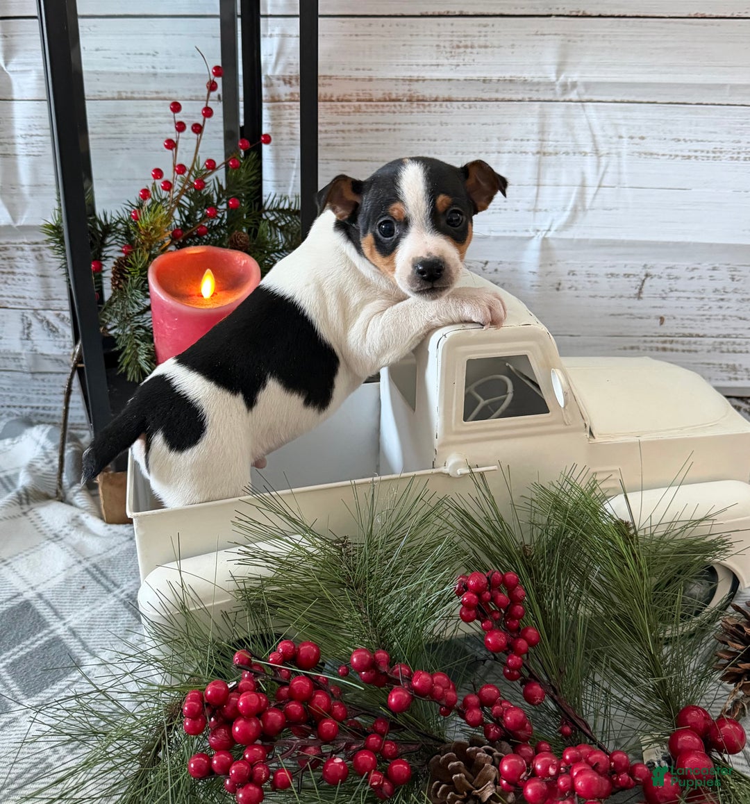 Toy Fox Terrier dogs for sale: Bingo - Ad 2