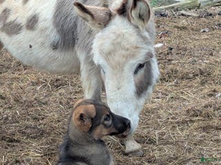 German Shepherd dogs German Shepherd Puppy 2 - Ad 16