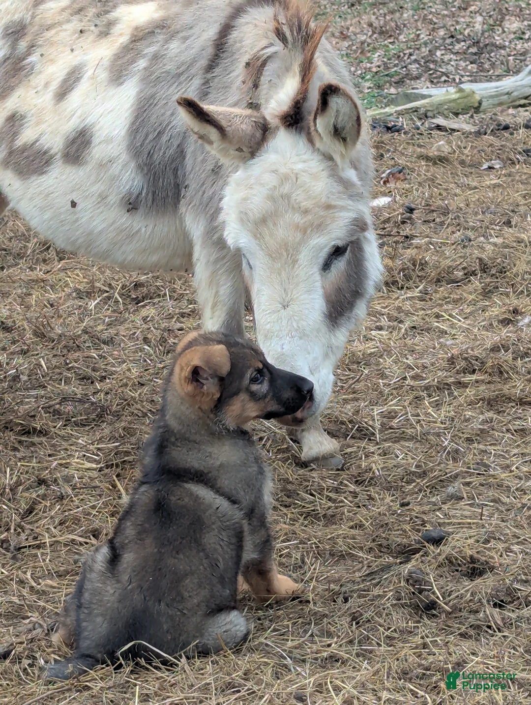 German Shepherd dogs for sale: German Shepherd Puppy 2 - Ad 1