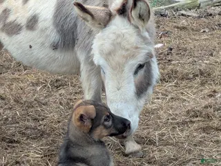 German Shepherd dogs German Shepherd Puppy 2 - Ad 34