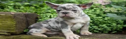 French Bulldog dogs for sale: Memphis  - Ad 11