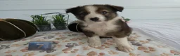 Mixed Breed dogs for sale: Mixed Breed 7 Bella - Ad 2