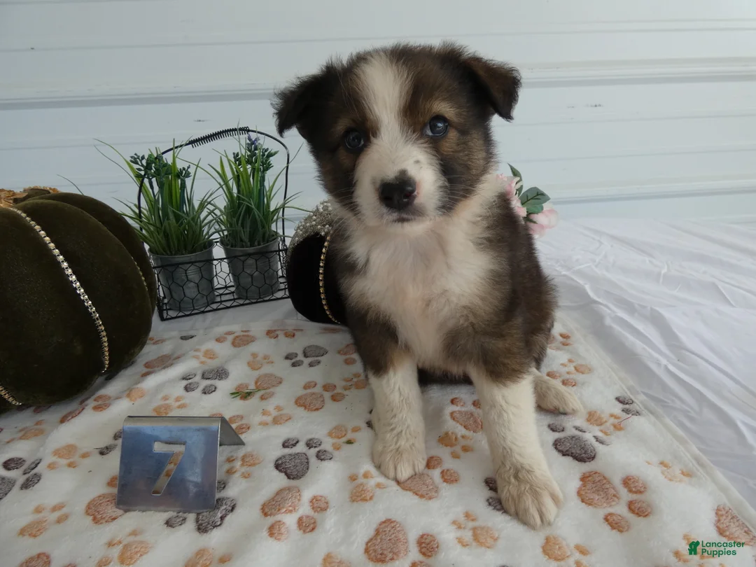 Mixed Breed dogs for sale: Mixed Breed 7 Bella - Ad 2