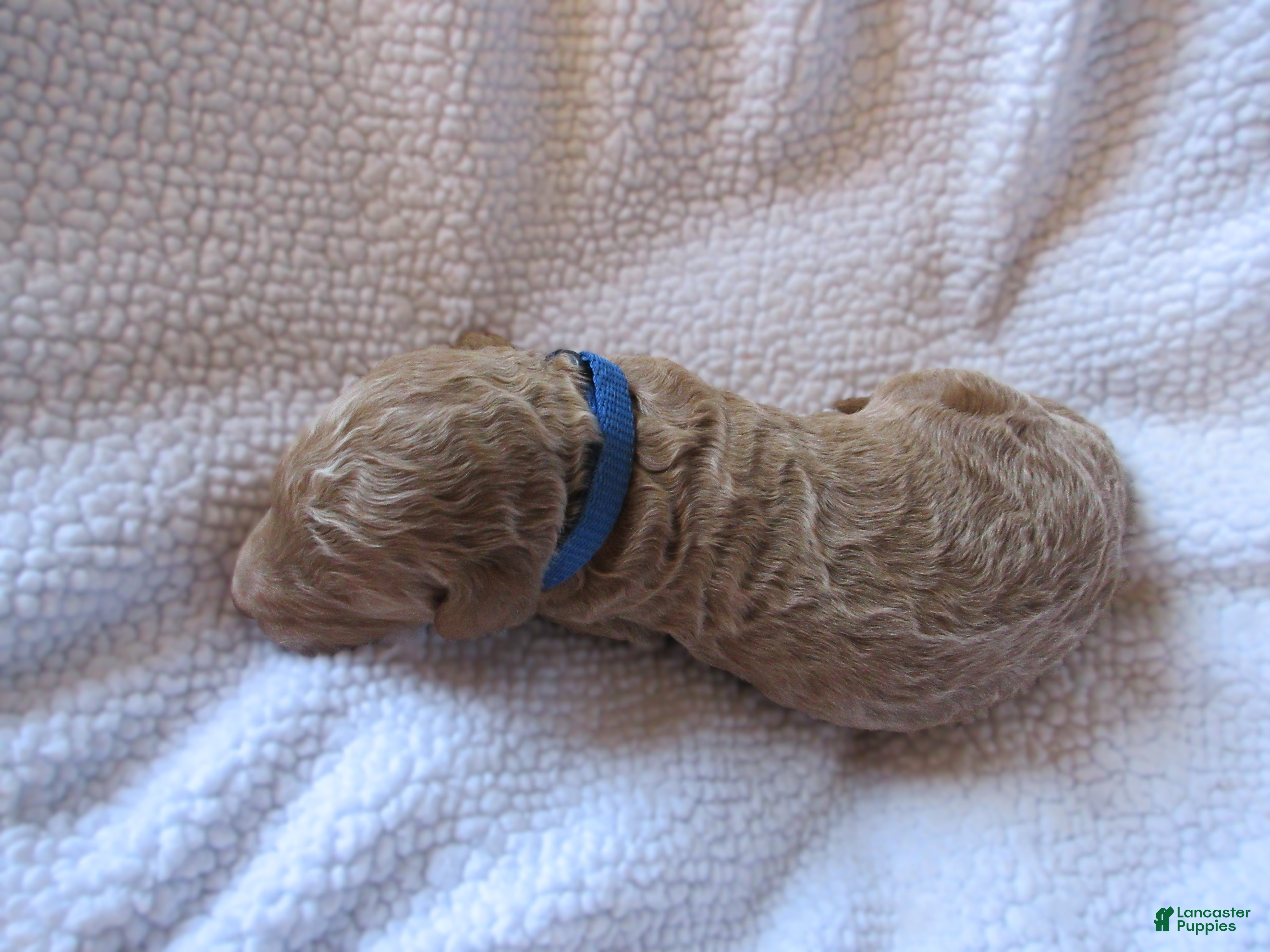 Goldendoodle dogs for sale: Blue collar - Ad 3