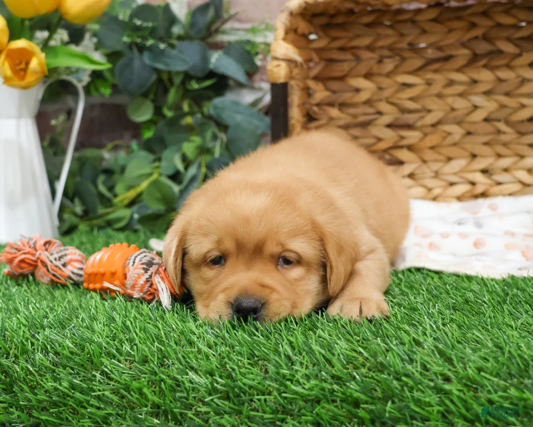 Labrador Retriever dogs for sale: Eagle - Ad 5