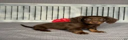 Miniature Dachshund dogs for sale: Emily - Ad 3