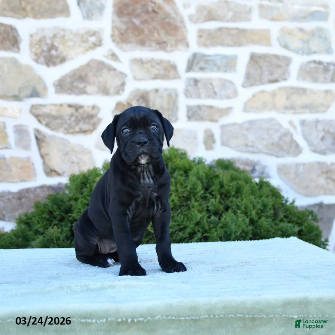 Cane Corso dogs for sale: Taffy - Ad 2