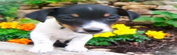 Jack Russell Terrier dogs for sale: Chester - Ad 4